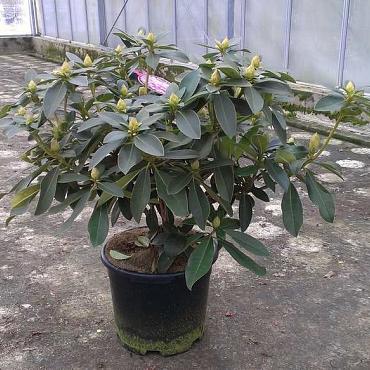 Rhododendron 'Gomer Waterer'