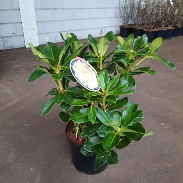 Rhododendron 'Horizon Monarch'