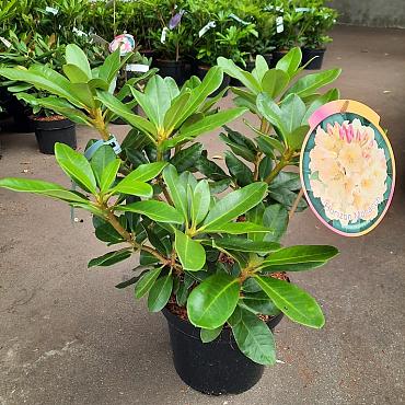 Rhododendron 'Horizon Monarch'