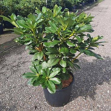 Rhododendron 'Horizon Monarch'