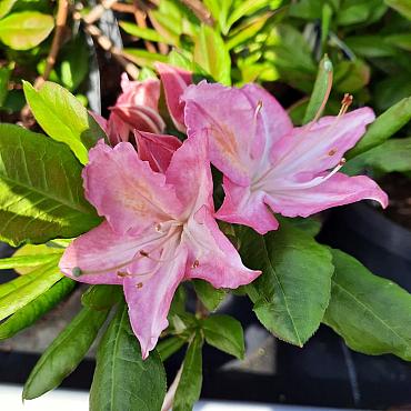 Rhododendron (AV) 'Jolie Madame'