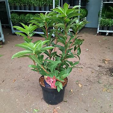 Rhododendron (AV) 'Jolie Madame'