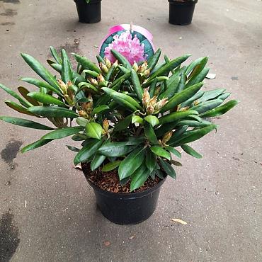 Rhododendron (Y) 'Kalinka'