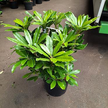 Rhododendron 'Madame Masson'