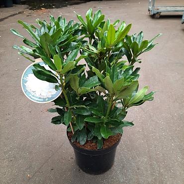 Rhododendron 'Madame Masson'