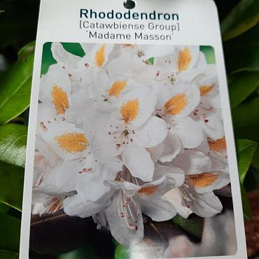 Rhododendron 'Madame Masson'