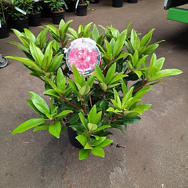 Rhododendron (AC) 'Marie Fortie'