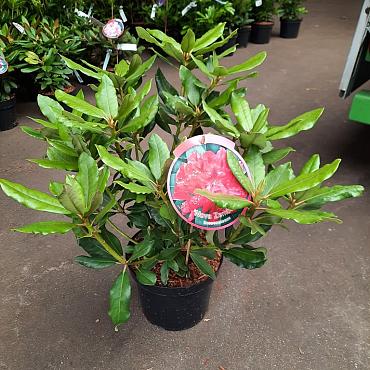 Rhododendron 'Nova Zembla'
