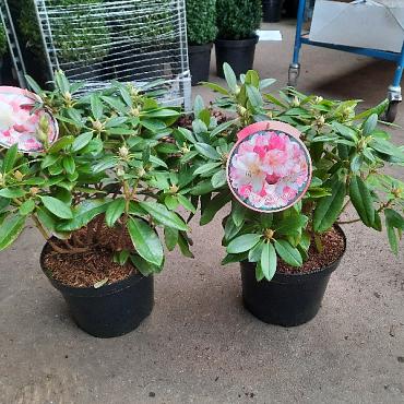 Rhododendron (Y) 'Percy Wiseman'