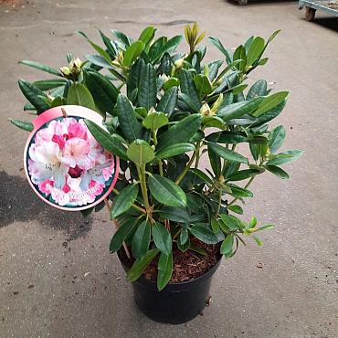 Rhododendron (Y) 'Percy Wiseman'