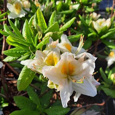 Rhododendron (AK) 'Persil'