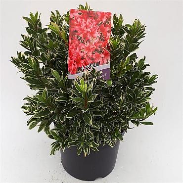 Rhododendron (AJ) 'Silver Sword'