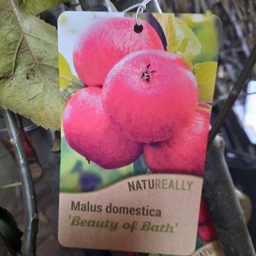 Malus d. 'Beauty of Bath'
