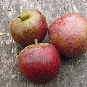Malus d. 'Winston'