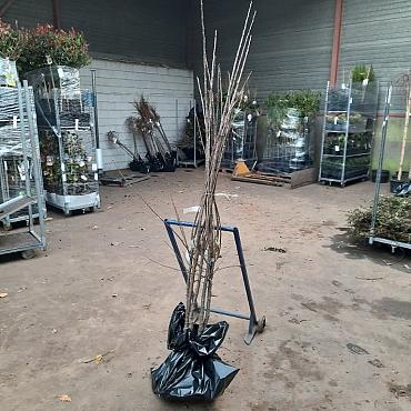 Prunus d. 'Reine Claude Verte'