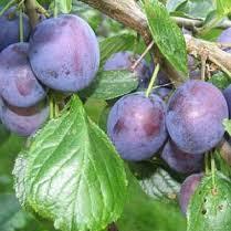 Prunus d. 'The Czar'