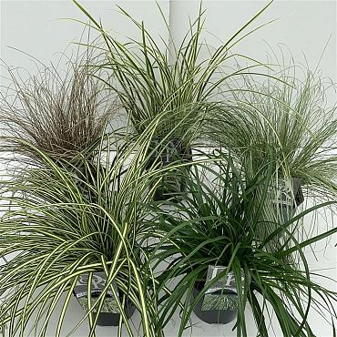 Carex in cultivars