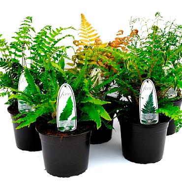 Ferns in varieties