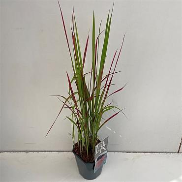 Imperata cylindrica 'Red Baron'