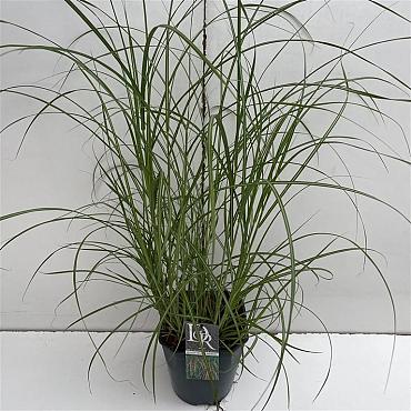 Miscanthus in Cultivars