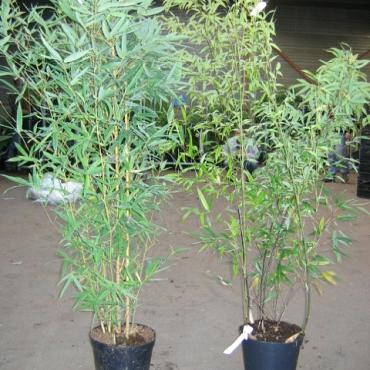 Phyllostachys nigra