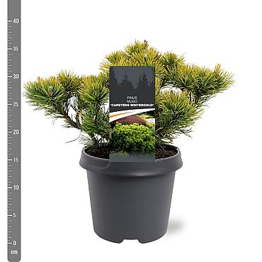 Pinus mugo 'Winter Gold'