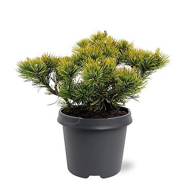 Pinus mugo 'Winter Gold'