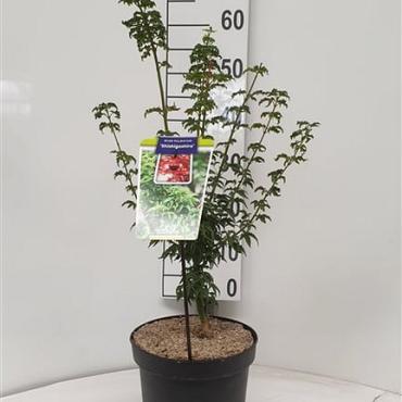 Acer pal. 'Shishigashira'