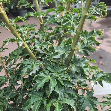 Acer pal. 'Shishigashira'