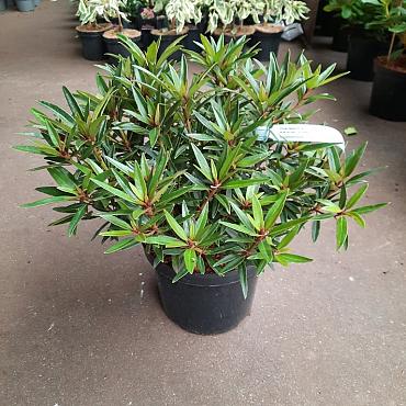 Rhododendron (AP) 'Graziella'