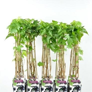 Ribes nigrum