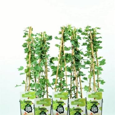 Ribes uva-crispa