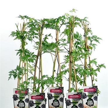 Rubus fruticosus