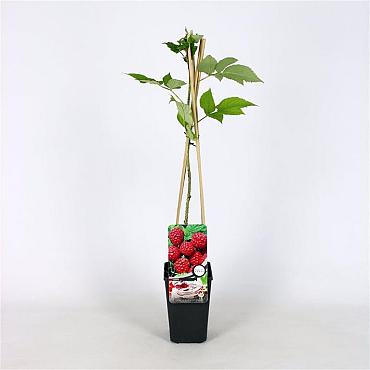 Rubus idaeus