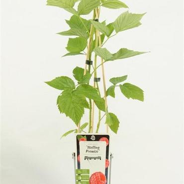Rubus idaeus