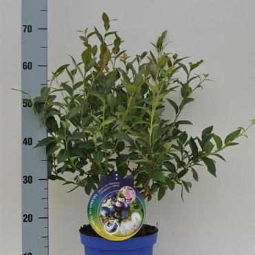 Vaccinium corymbosum