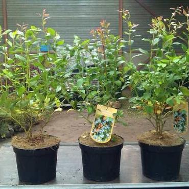 Vaccinium corymbosum