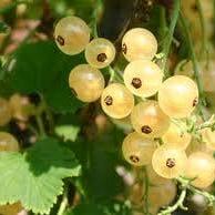 Ribes rubrum (white)