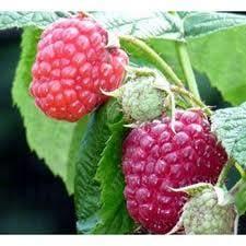 Rubus idaeus 'Autumn Bliss'