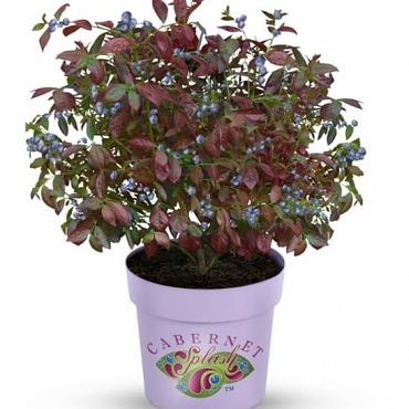 Vaccinium c. Cabernet Splash