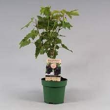 Vitis 'Boskoop Glory'