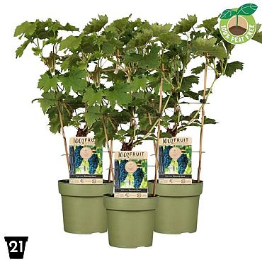 Vitis 'Boskoop Glory'