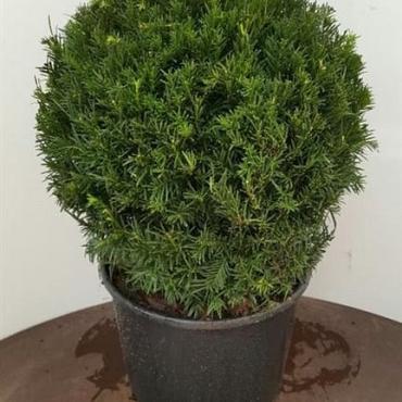 Taxus baccata