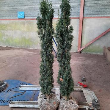 Taxus b. 'Fastigiata'