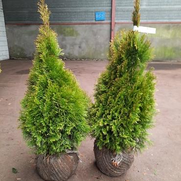 Thuja occ. Golden Smaragd