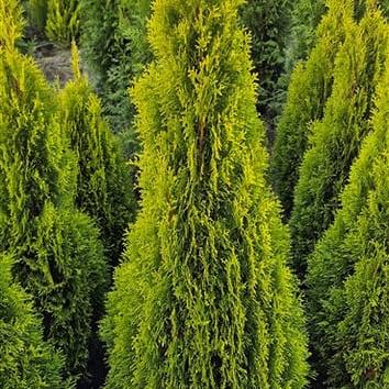 Thuja occ. Golden Smaragd