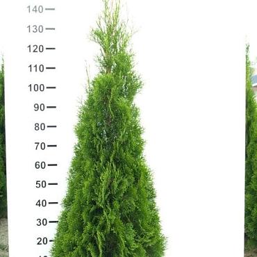 Thuja occ. 'Smaragd'