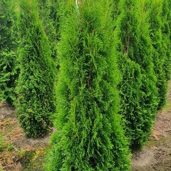 Thuja occ. 'Smaragd'
