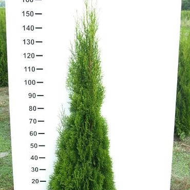 Thuja occ. 'Smaragd'