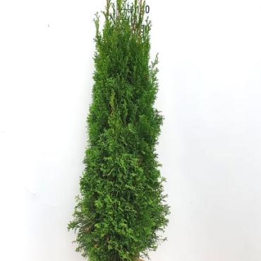 Thuja occ. 'Smaragd'
